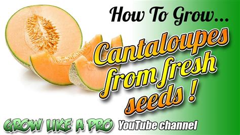 grow cantaloupes  seed   cantaloupe seeds growing