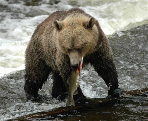 grizzly bear eating  catch grizzly bear tours whale watching