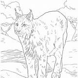Lynx Coloring sketch template
