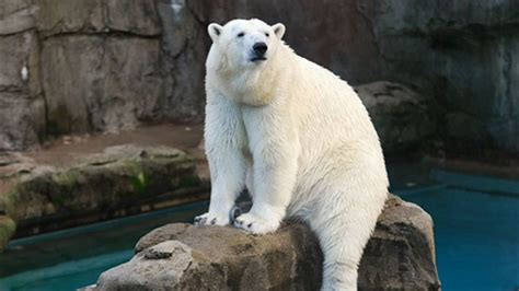 anana  polar bear  goodbye  lincoln park zoo abc chicago