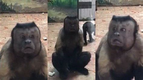 Wajah Monyet Ini Mirip Siapa Videonya Viral Jaan Jangan Ditonton