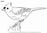 Titmouse Tufted sketch template