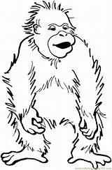 Orangutan Coloring Pages Baby Clipart Orangutans Dibujos Ape Orangutanes Color Gif Comments Sheet Coloringhome sketch template