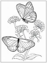 Coloring Butterfly Pages Flower Adults Drawing Realistic Butterflies Printable Color Getdrawings Print Getcolorings sketch template