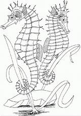 Seepferdchen Colorir Hippocampe Coloringhome Horses Template Animal Malvorlagen Azcoloring sketch template