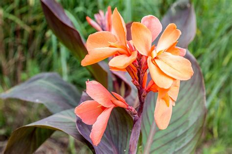 grow  care  canna lily canna spp