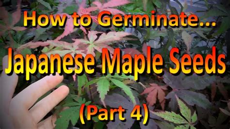 japanese red maple sprout bearevil