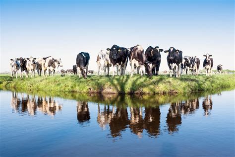 waarom leven er  nederland zoveel koeien  daily milk