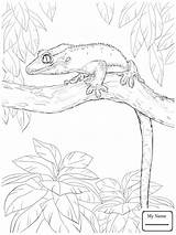 Gecko Getdrawings Albanysinsanity sketch template