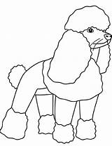 Poodle Coloring Dog Drawings Designlooter sketch template