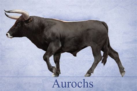 aurochs   extinct species  large wild cattle  inhabited