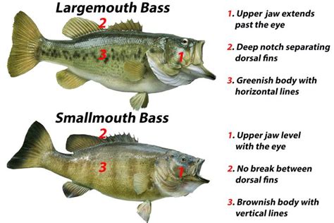 Smallmouth Vs Largemouth Bass A Simple Guide