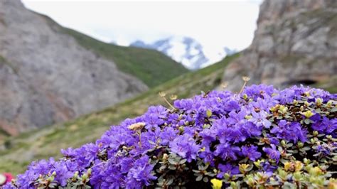 worlds oldest alpine plants   hengduan mountains cgtn