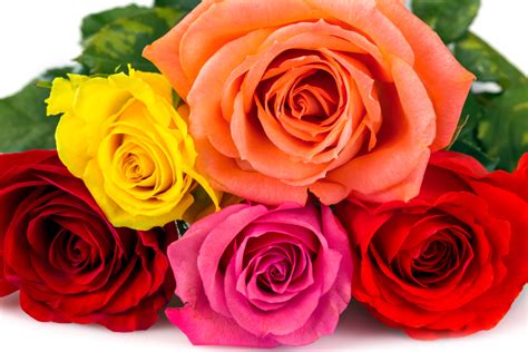 quelle couleur choisir pour votre bouquet de roses