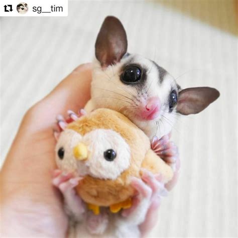 likes  comments sugar glider academy atsugarglideracademy  instagram cute pict