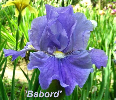 pin  irises
