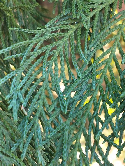 comparison  arborvitae leyland cypress  japanese cedar nc state extension