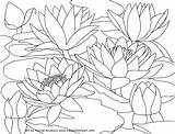 Coloring Pages Water Monet Printable Lilies Waterlilies Cherry Watercolor Blossom Drawing Flower Color Japanese Scenery Book Lily Family Cardinal Red sketch template