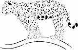 Cheetah Coloring Pages Tree Animals Wildlife sketch template