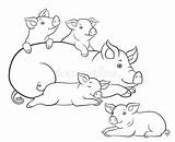 Piglets Lays Netten Ferkeln Ihren Legt Illustrationen sketch template