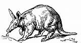 Aardvark Malvorlagen Anteater 413px 33kb sketch template