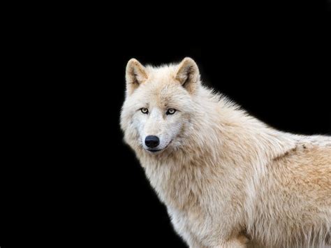 px arctic wolf canis lupus arctos  jean claude sch arctic wolf wolf wallpaper
