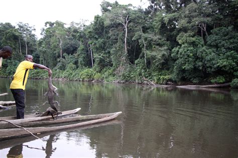 Illegal Bushmeat Trade Crocodile Republic Of Congo Africa Geographic
