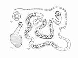 Tapeworm Worms Infected sketch template