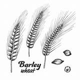 Cevada Footer Wheat Barley Grano Spike Trigo Vetor Freepik Orzo Seme Conjunto Projetado Sementes Disegnato Insieme Progettato Gratuito Element sketch template