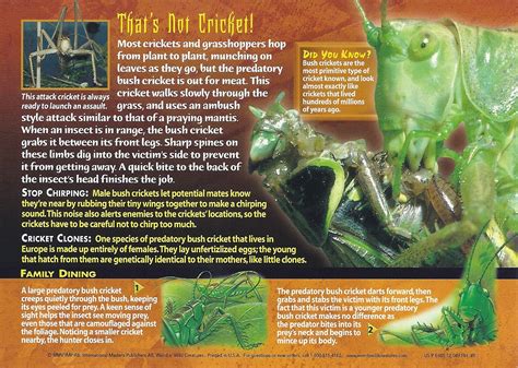 image predatory bush cricket backjpg weird  wild creatures wiki fandom powered  wikia