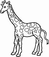 Giraffa Colorare Disegni sketch template