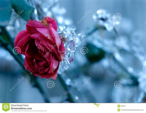 gefrorene rose stockbild bild von sonderkommando niedrig