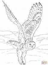 Owl Coloring Snowy Owls Pages Flying Para Drawing Printable Realistic Barn Ox Musk Arctic Volando Supercoloring Colorear Color Print Buhos sketch template