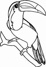 Toucan Tukan Coloriage Rainforest Kolorowanki Colorir Dzieci Tucano Pigeon Ausmalbild Coloringbay Clipartmag Ausmalbilder Tiere Abrir Wecoloringpage Bestcoloringpagesforkids sketch template