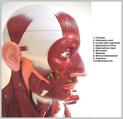 internal body diagram image anatomy system human body anatomy diagram  chart images