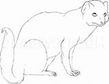 Mongoose Dragoart sketch template