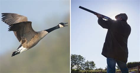 hunter knocked unconscious by dead goose falling from the sky metro news