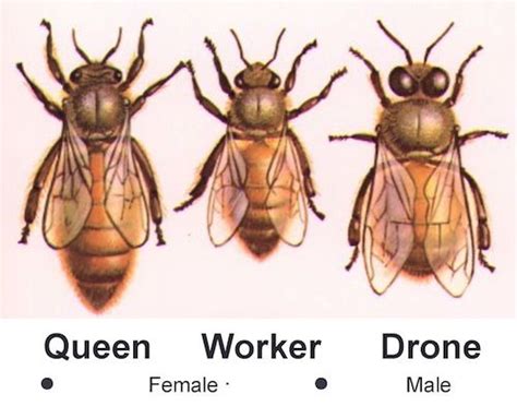 queen  drone wasps  bees pinterest