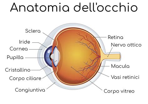 idee su perche  rompono  capillari nellocchio