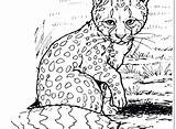 Leopard Snow Baby Coloring Pages Cheetah Getcolorings Printable Print Dr Color sketch template