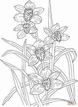 Orchid Cymbidium Ausmalbilder Orchideen Supercoloring Kostenlos Orchids Rosanna Mandala Ausmalbild sketch template