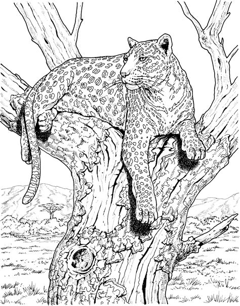 wild cats coloring pages coloring home