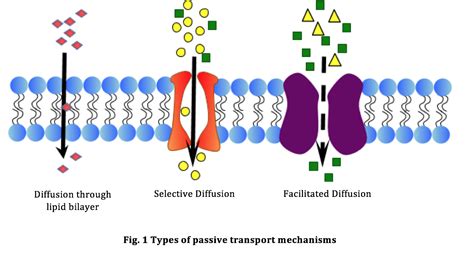 phospholipids   part  transport  cell membranes