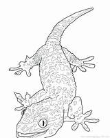 Lizard Coloring Frilled Pages Getcolorings Getdrawings sketch template