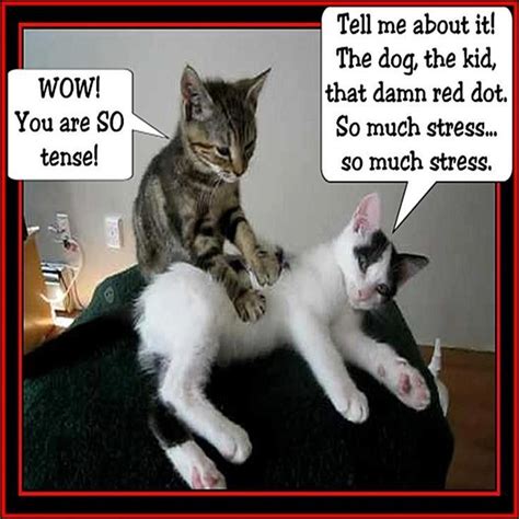 So Much Stress Massage Funny Cat Massage Funny Cute Memes