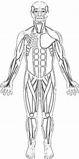 Muscles Muscular Skeleton K5worksheets Biologycorner Getdrawings Major K5 Answersheet 1207 Torso sketch template