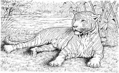 wildlife coloring pages rainbow coloring