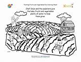Coloring Crops Printable Pages Farm Kids Vegetables Growing Grow Fruits Farming Sheet Water Need Nutrition Plants Food Farmers Activities Garden sketch template