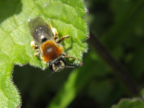 freebees   bees     tawny mining  flickr