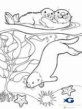 Otter Drawing Coloring Pages Line Getdrawings sketch template
